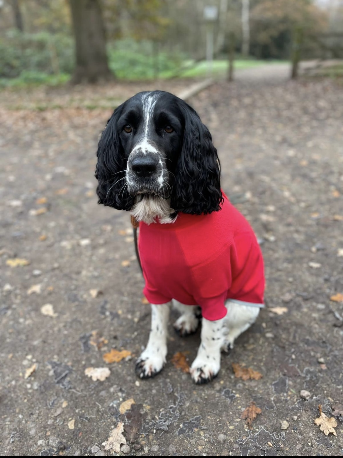 Original dog photo in red jumper